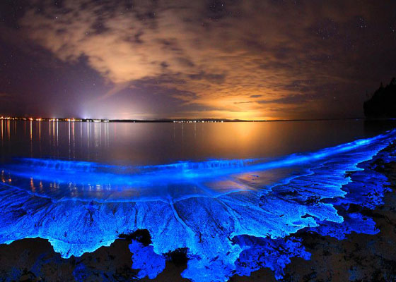 krabi bioluminescent tour