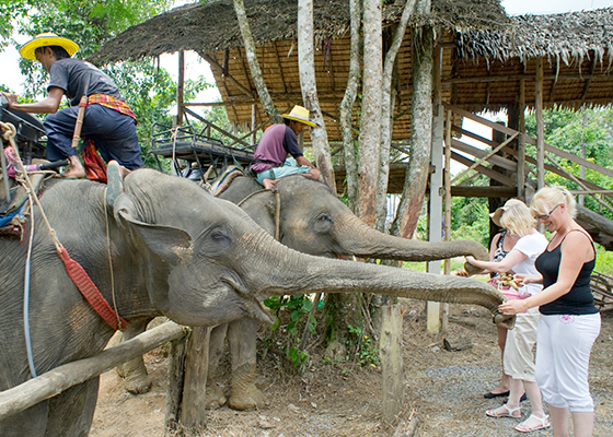 Private Khao Lak Jungle Safari Tour