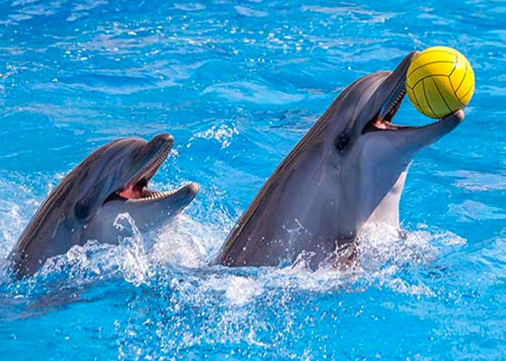 Phuket Dolphin Show Tours