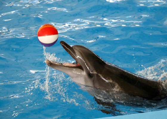 Phuket Dolphin Show Tours