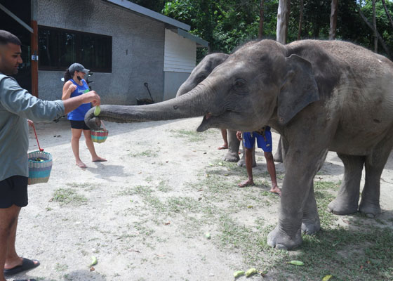 Elephant Wildlife Sanctuary