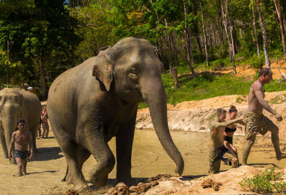 Elephant  Sanctuary Park