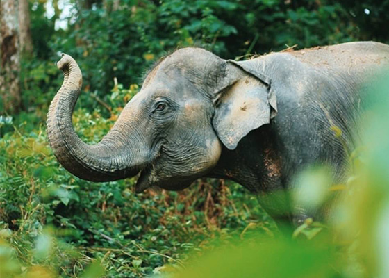 Phuket Elephant Care Sanctuary Tour