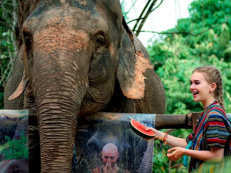 Phuket   Elephant Bathing Tours