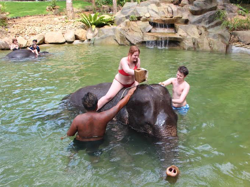 Phuket   Elephant Bathing Tours