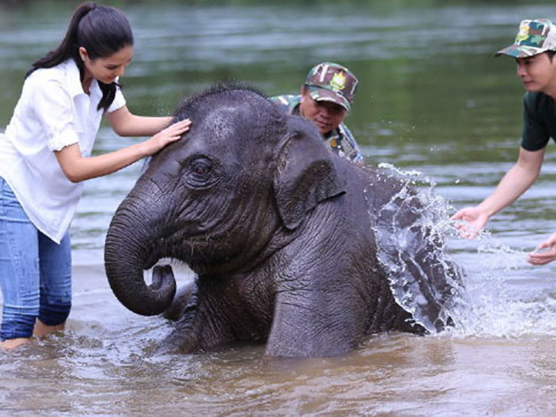 Phuket   Elephant Bathing Tours